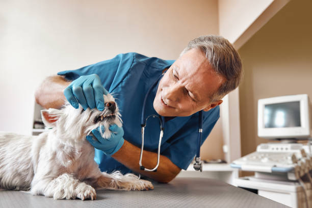 Best Emergency Root Canal Treatment in Roundup, MT